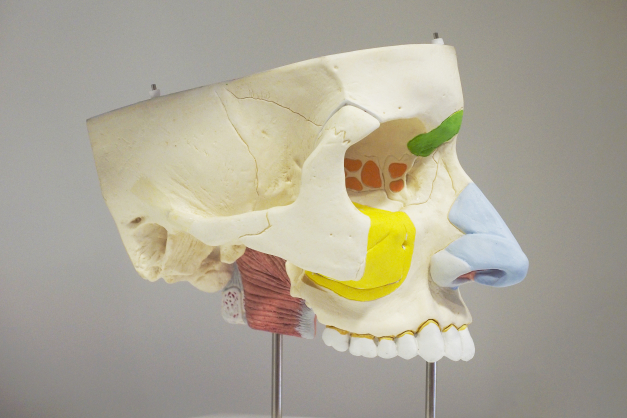 Nase (Rhinologie)